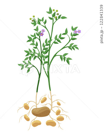 Potatoes plant growing process. Plants isolated on white background. Potato growth stage, planting process, plant life cycle infographic elements in flat design 122841339