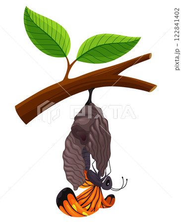 The Stage of the Butterfly Life Cycle Illustrated in a Beautiful and Colorful Design 122841402
