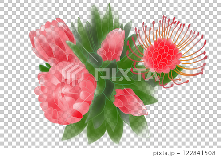 帝王花花卡 122841508