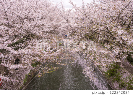 京都伏見の桜並木 春爛漫の京都 伏見十石船の川の風景 京都の桜の名所 京都伏見の桜並木 春爛漫の京都 伏見十石船の川の風景 京都の桜の名所 122842084