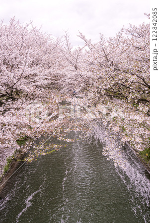 京都伏見の桜並木　春爛漫の京都　伏見十石船の川の風景　京都の桜の名所 122842085