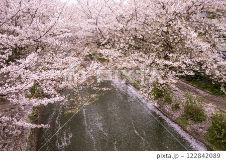 京都伏見の桜並木 春爛漫の京都 伏見十石船の川の風景 京都の桜の名所 京都伏見の桜並木 春爛漫の京都 伏見十石船の川の風景 京都の桜の名所 122842089