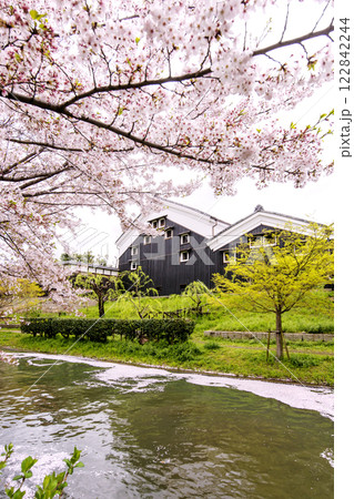 京都伏見の桜並木と酒蔵　お花見の名所　春爛漫の京都　伏見十石舟の川の風景　京都の桜の名所 122842244