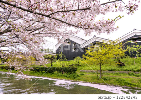 京都伏見の桜並木と酒蔵 お花見の名所 春爛漫の京都 伏見十石舟の川の風景 京都の桜の名所 京都伏見の桜並木と酒蔵 お花見の名所 春爛漫の京都 伏見十石舟の川の風景 京都の桜の名所 122842245