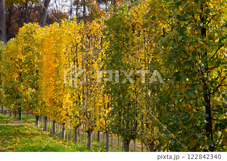 Hedge of trees. Young trees. Sunny autumn. Hedge of trees. Young trees. Sunny autumn. 122842340