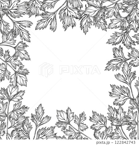 Parsley frame, cilantro, coriander. Vector graphic illustration on the white substrate. Healthy food, spice. Hand drawn ink sketch. Leaf vegetable for Georgian cuisine, menu, packaging spices 122842743