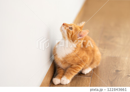 Ginger tabby little kitten look away sitting on the floor. Animal portrait. Pet. Sitting posing. Beautiful funny kitten. Selective focus 122843661
