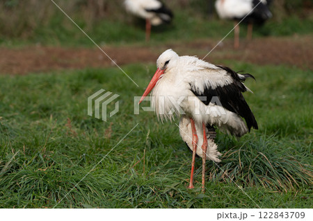 red-billed stork grazing on green grass on a sunny day. Wildlife. Selective focus red-billed stork grazing on green grass on a sunny day. Wildlife. Selective focus 122843709
