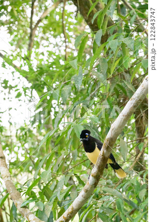 Plush-crested jay in the brasilian forest Plush-crested jay in the brasilian forest 122843747
