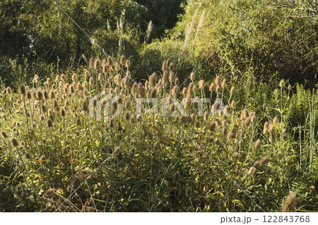 A lush green forest rich with diverse plants and trees 122843768