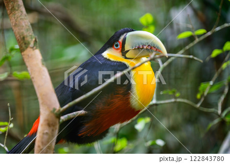 Green beaked toucan 122843780