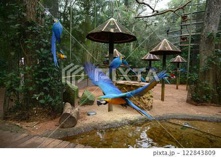 Macaw flying in the natural park Macaw flying in the natural park 122843809