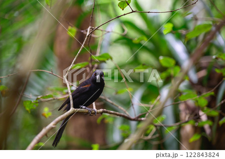 A black bird is sitting on a tree branch in the deep woods nearby A black bird is sitting on a tree branch in the deep woods nearby 122843824