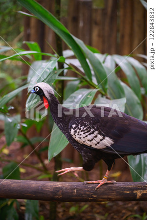 curassow sitting on the trunk curassow sitting on the trunk 122843832