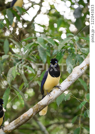 Plush-crested jay in the brasilian forest 122843833
