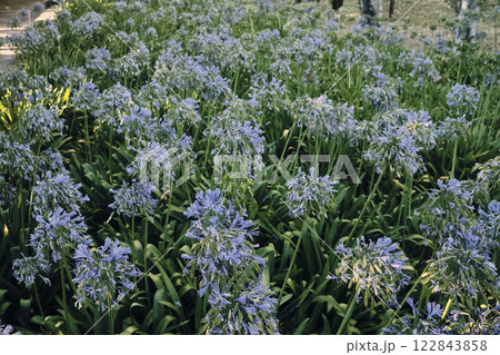 Aerial view shows a vibrant green field with various trees 122843858