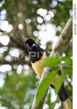 Plush-crested jay in the brasilian forest 122843874
