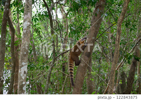 A small squirrel is hanging from a sturdy tree branch in the woods A small squirrel is hanging from a sturdy tree branch in the woods 122843875
