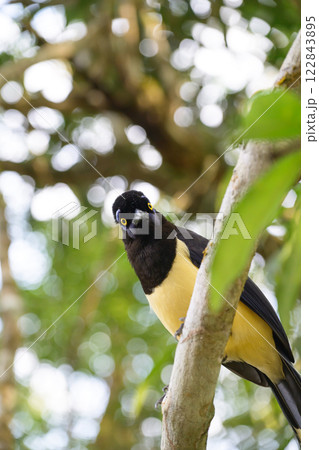 Plush-crested jay in the brasilian forest Plush-crested jay in the brasilian forest 122843895