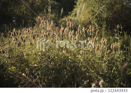 A colorful bush with flowers and leaves is surrounded by tall trees A colorful bush with flowers and leaves is surrounded by tall trees 122843935