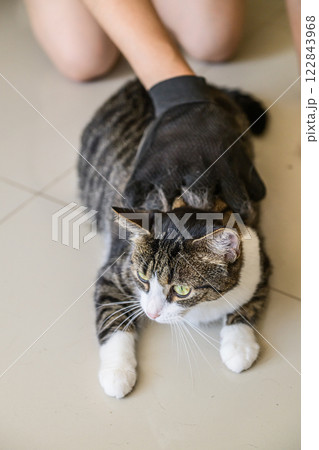 A person gently grooming a lovely fluffy cat while wearing a black glove on their hand A person gently grooming a lovely fluffy cat while wearing a black glove on their hand 122843968