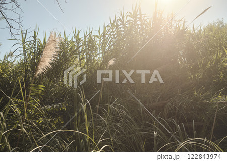 The sun is brightly shining through the trees in a vast field of tall grass The sun is brightly shining through the trees in a vast field of tall grass 122843974