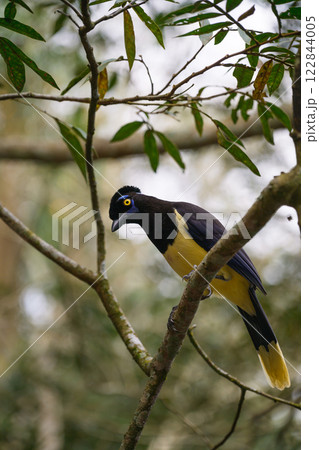 Plush-crested jay in the brasilian forest 122844005