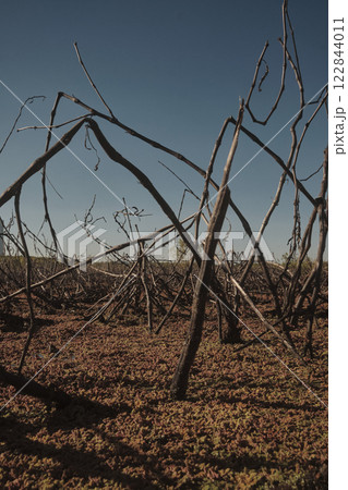 A collection of fallen branches is resting on the ground in a field 122844011