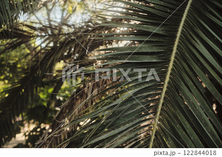 A group of trees stands against a bright blue sky with clouds A group of trees stands against a bright blue sky with clouds 122844018