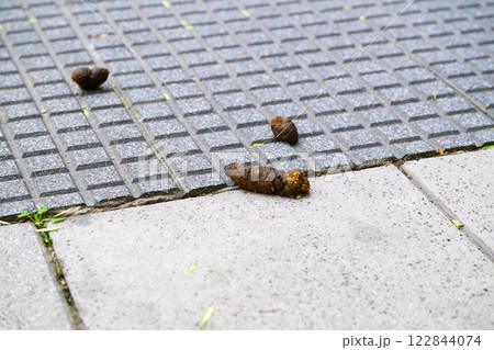 There is a pile of dog poop located on a tiled floor surface 122844074