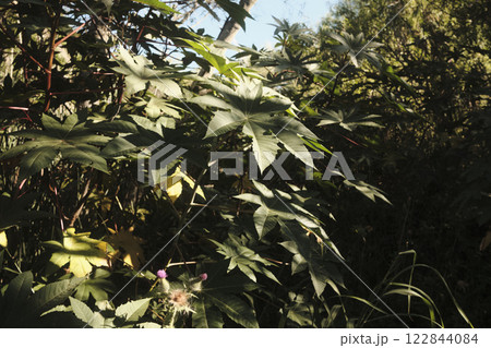 A bush that is abundant with numerous leaves and colorful flowers A bush that is abundant with numerous leaves and colorful flowers 122844084