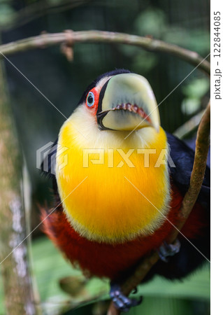 Green beaked toucan Green beaked toucan 122844085