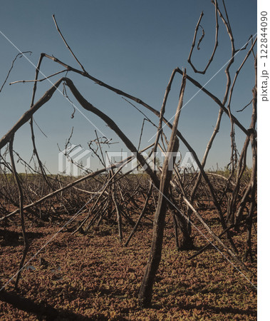 Various branches are currently lying on the ground in an open field 122844090