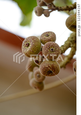 A group of ripe apples is hanging from the sturdy tree branch A group of ripe apples is hanging from the sturdy tree branch 122844197