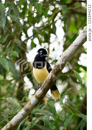 Plush-crested jay in the brasilian forest 122844212