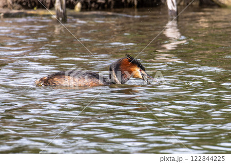 Great Crested Grebe, Podiceps cristatus has caught a fish. 122844225