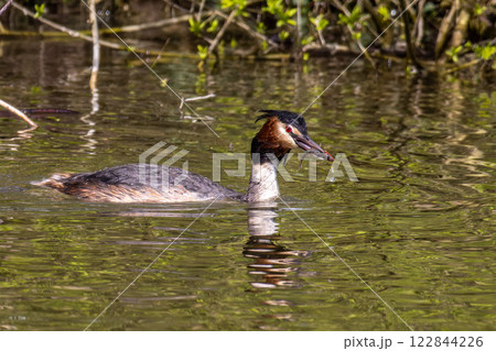 Great Crested Grebe, Podiceps cristatus has caught a fish. Great Crested Grebe, Podiceps cristatus has caught a fish. 122844226