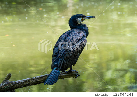 The great cormorant, Phalacrocorax carbo sitting on a branch 122844241