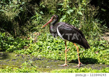 Black stork, Ciconia nigra in a german nature park Black stork, Ciconia nigra in a german nature park 122844243