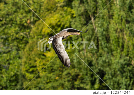 The flying greylag goose, Anser anser is a species of large goose 122844244