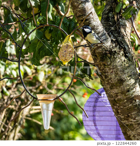 The Great Tit, Parus major from the tit family Paridae, perched on a bird feeder containing birdseed. The Great Tit, Parus major from the tit family Paridae, perched on a bird feeder containing birdseed. 122844260