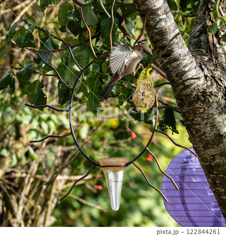 House sparrow bird, Passer domesticus perched on bird feeder containing birdseed. House sparrow bird, Passer domesticus perched on bird feeder containing birdseed. 122844261