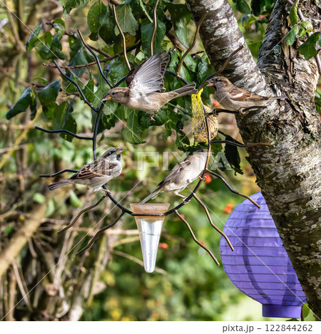 House sparrow bird, Passer domesticus perched on bird feeder containing birdseed. House sparrow bird, Passer domesticus perched on bird feeder containing birdseed. 122844262