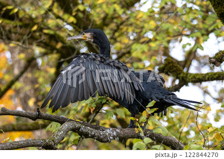 The great cormorant, Phalacrocorax carbo sitting on a branch 122844270