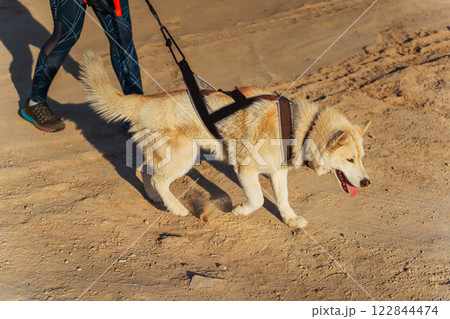 walking with a large dog on a leash on the ground. preparing a dog before a race with a pet 122844474