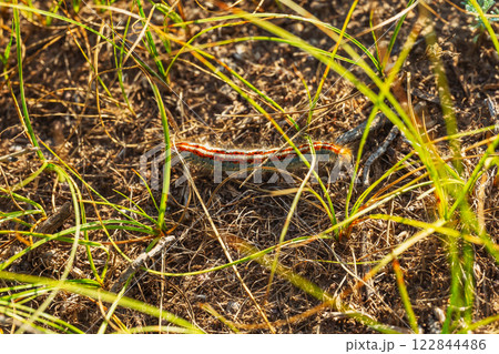 colorful butterfly larva in the kazakhstan steppe. mountain caterpillar in almaty 122844486