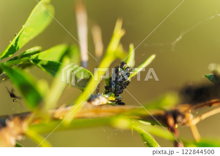 black aphids on flowers in the steppe. sap-sucking insects on bushes in Kazakhstan black aphids on flowers in the steppe. sap-sucking insects on bushes in Kazakhstan 122844500