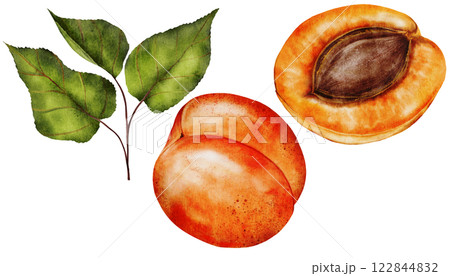 Apricot watercolor. Juicy realistic set hand drawing of ripe fruit. Clip art on isolated white background. Ideal for logo, tags, stickers for natural food and cosmetics stores Apricot watercolor. Juicy realistic set hand drawing of ripe fruit. Clip art on isolated white background. Ideal for logo, tags, stickers for natural food and cosmetics stores 122844832