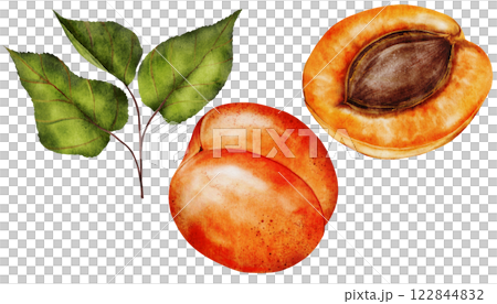 Apricot watercolor. Juicy realistic set hand drawing of ripe fruit. Clip art on isolated white background. Ideal for logo, tags, stickers for natural food and cosmetics stores Apricot watercolor. Juicy realistic set hand drawing of ripe fruit. Clip art on isolated white background. Ideal for logo, tags, stickers for natural food and cosmetics stores 122844832