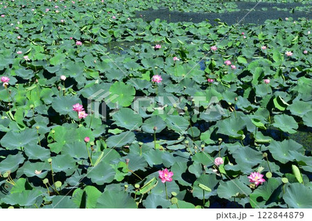 ハス沼 ラムサール条約登録地 122844879